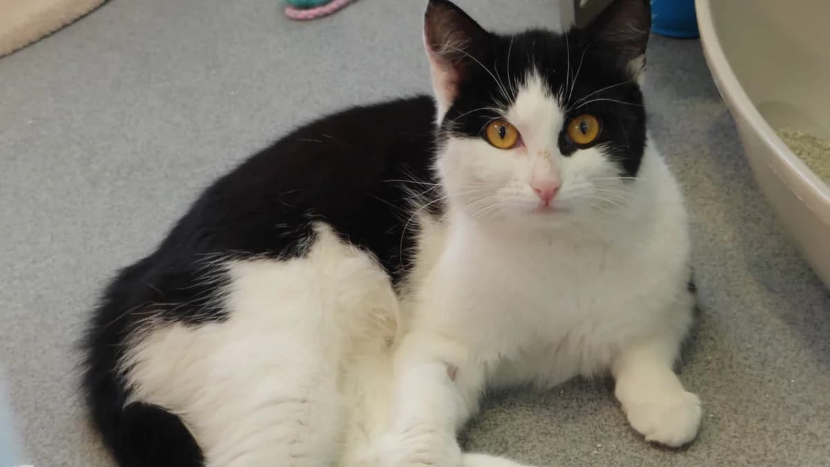 Goose, female mixed breed for adoption at Battersea Dogs & Cats Home, London photo 2