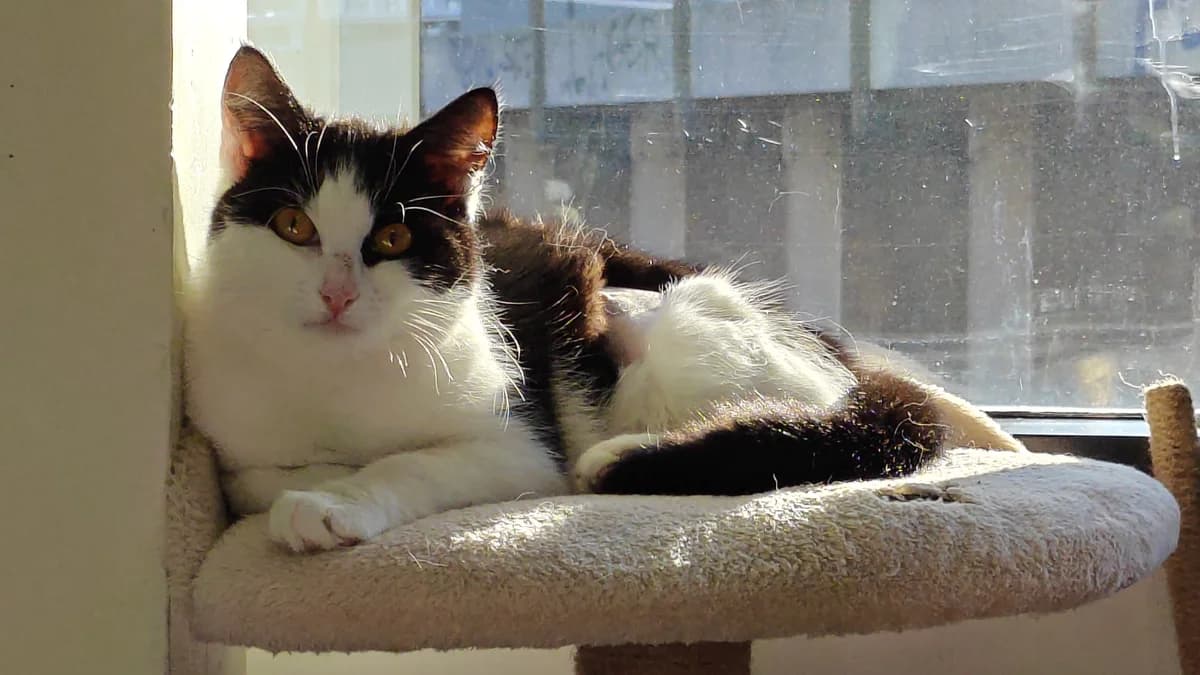 Goose, female mixed breed for adoption at Battersea Dogs & Cats Home, London photo 3