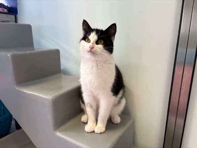 Goose, female mixed breed for adoption at Battersea Dogs & Cats Home, London photo 4