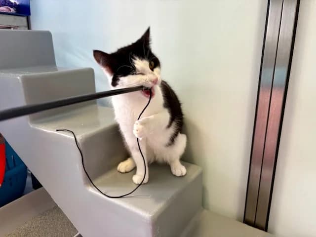 Goose, female mixed breed for adoption at Battersea Dogs & Cats Home, London photo 5