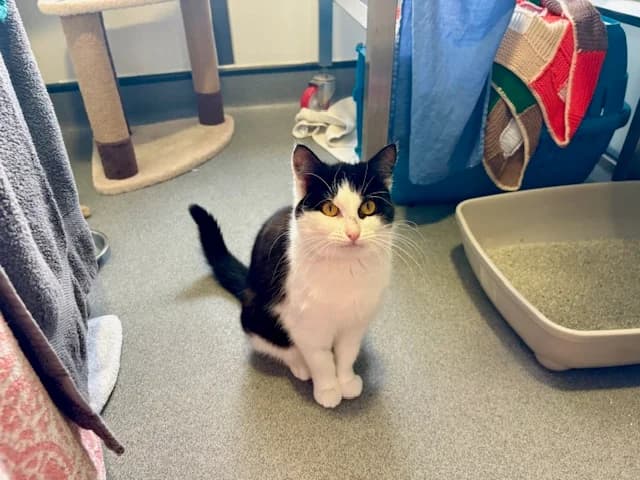 Goose, female mixed breed for adoption at Battersea Dogs & Cats Home, London photo 6