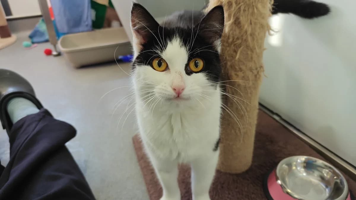 Goose, female mixed breed for adoption at Battersea Dogs & Cats Home, London photo 7