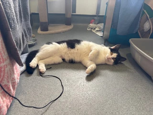 Goose, female mixed breed for adoption at Battersea Dogs & Cats Home, London photo 8