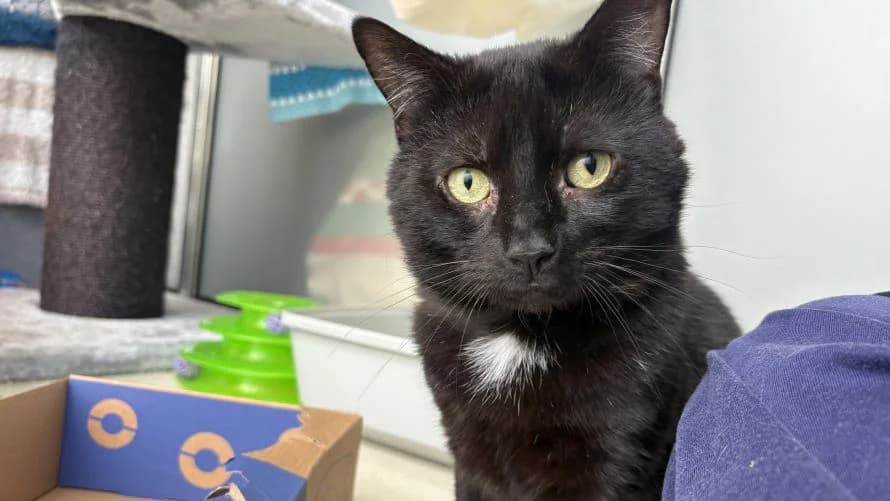 Hank,  (Battersea Dogs & Cats Home)