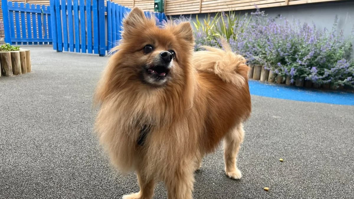 Hanzo, male senior Pomeranian for adoption at Battersea Dogs & Cats Home, London
