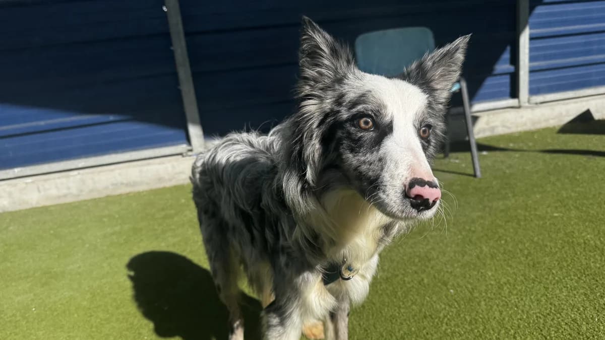 Happy, male puppy Border Collie for adoption at Battersea Dogs & Cats Home, London