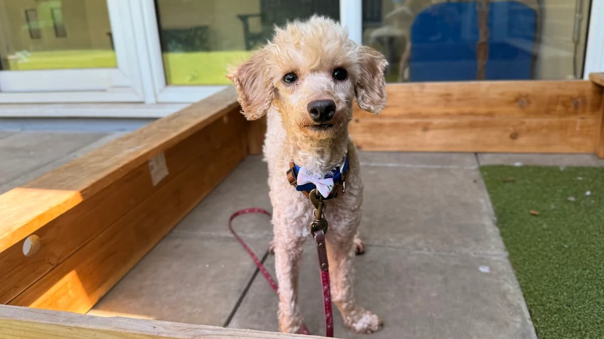 Harry, male 5yo Poodle for adoption at Battersea Dogs & Cats Home, London