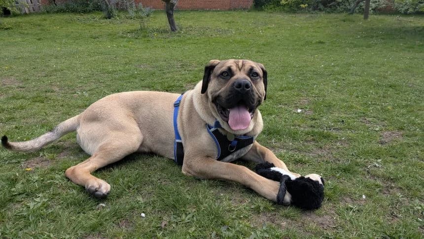 Hashbrown, male young Mastiff for adoption at Battersea Dogs & Cats Home, London