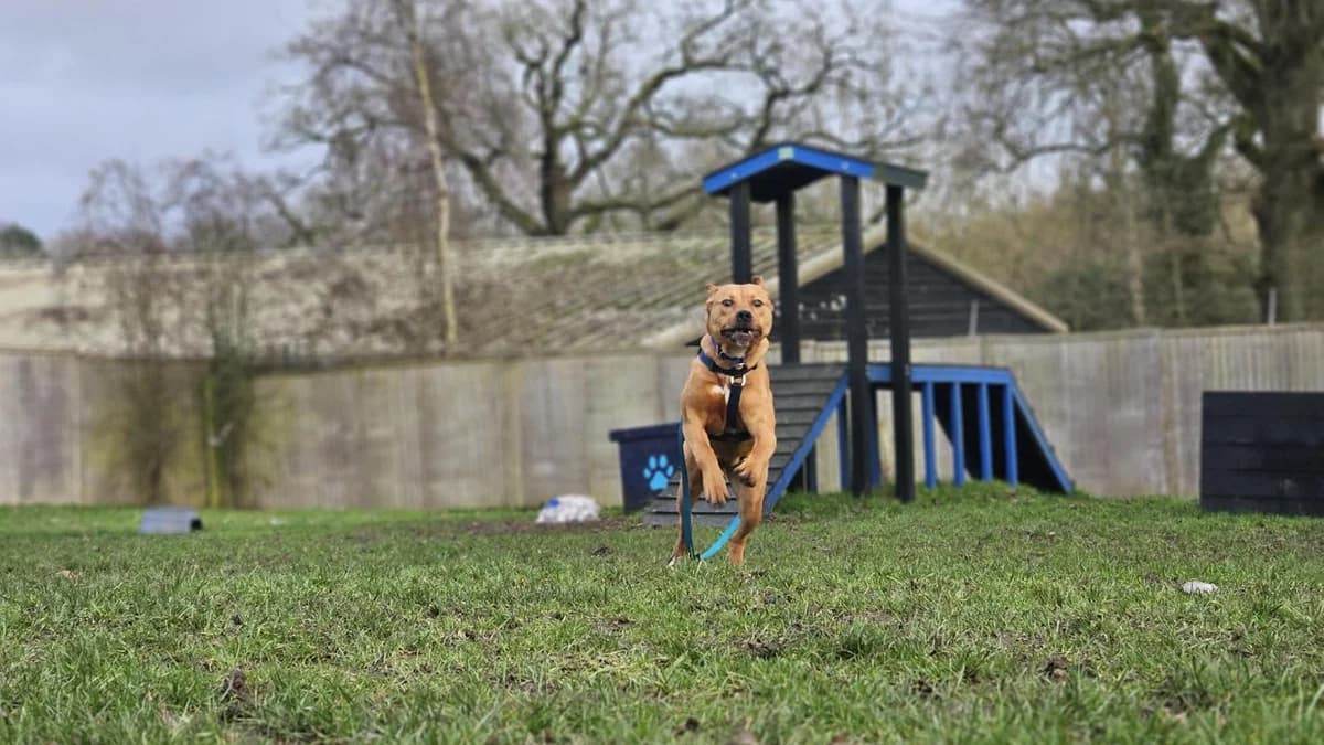 Hazel, female young mixed breed for adoption at Battersea Dogs & Cats Home, London