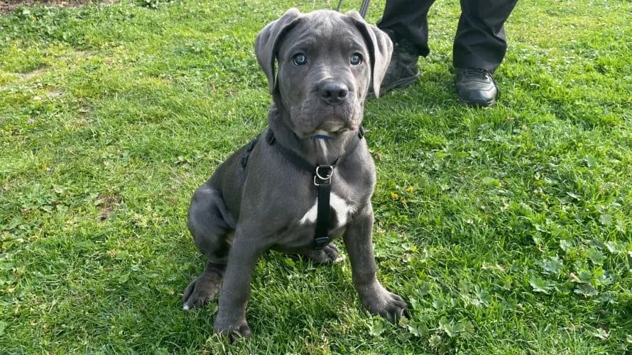 Heidi, female puppy Cane Corso for adoption at Battersea Dogs & Cats Home, London