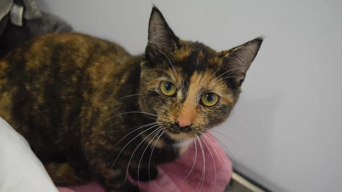 Heist, female puppy mixed breed for adoption at Battersea Dogs & Cats Home, London