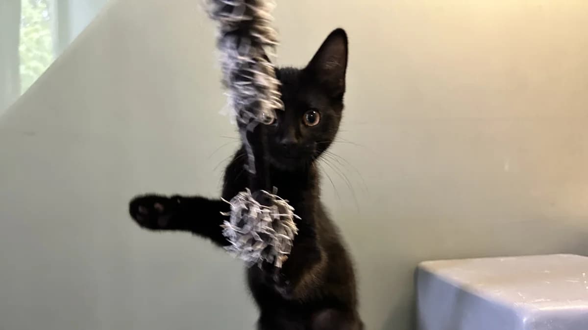 Henry (and Lenora), male puppy mixed breed for adoption at Battersea Dogs & Cats Home, London