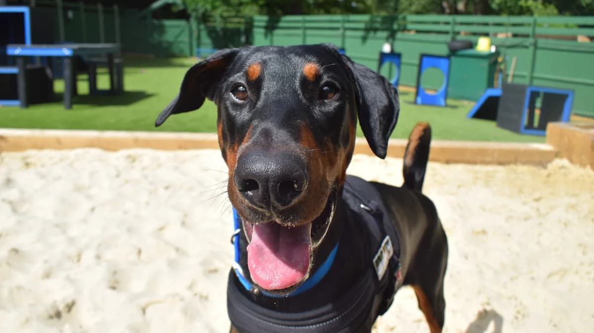 Herbie, male young Doberman for adoption at Battersea Dogs & Cats Home, London