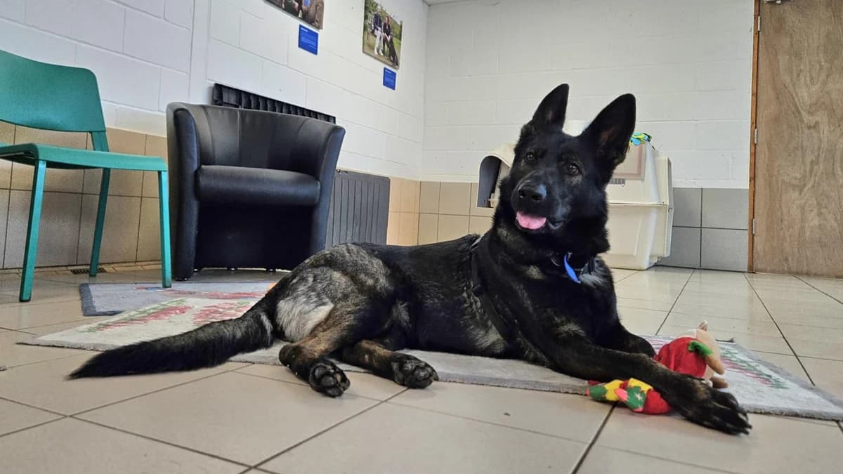 Hilde, female 3yo German Shepherd for adoption at Battersea Dogs & Cats Home, London