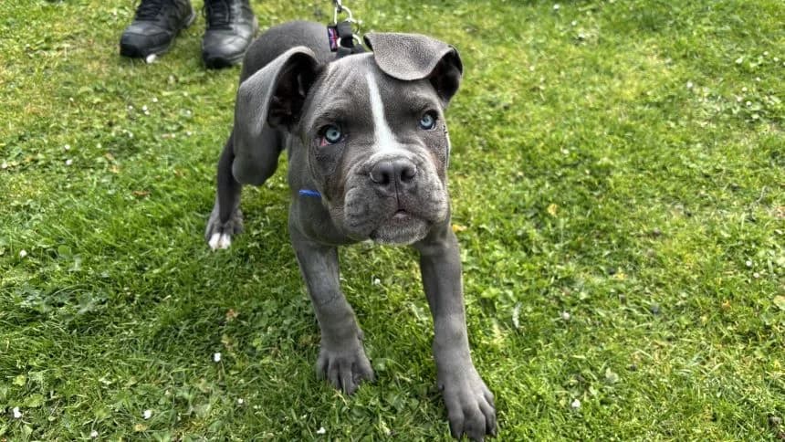 Holly, female puppy Cane Corso for adoption at Battersea Dogs & Cats Home, London