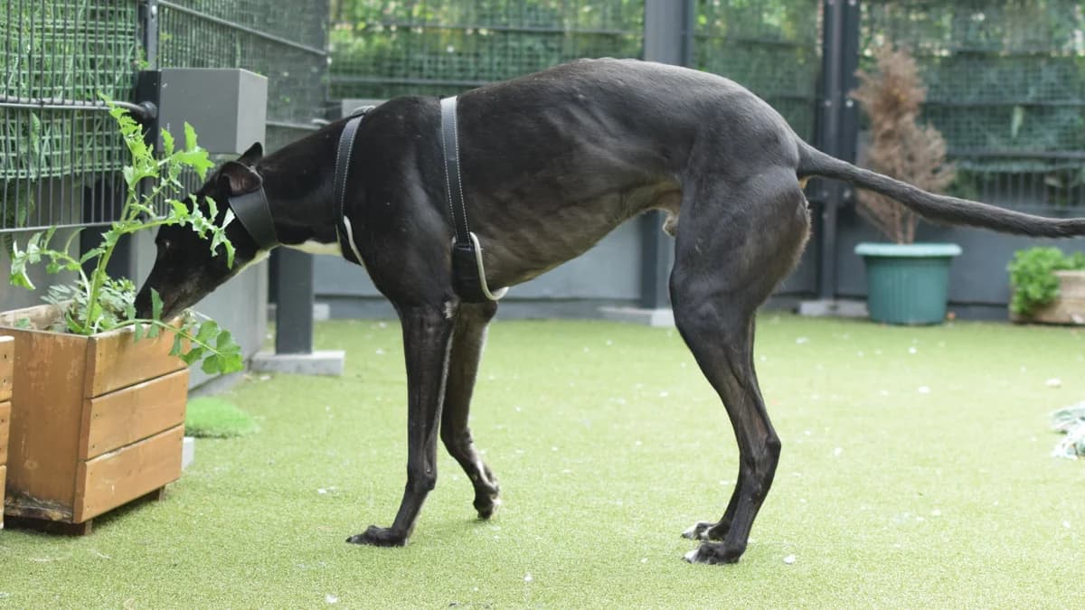 Hoppo, male 4yo Greyhound for adoption at Battersea Dogs & Cats Home, London