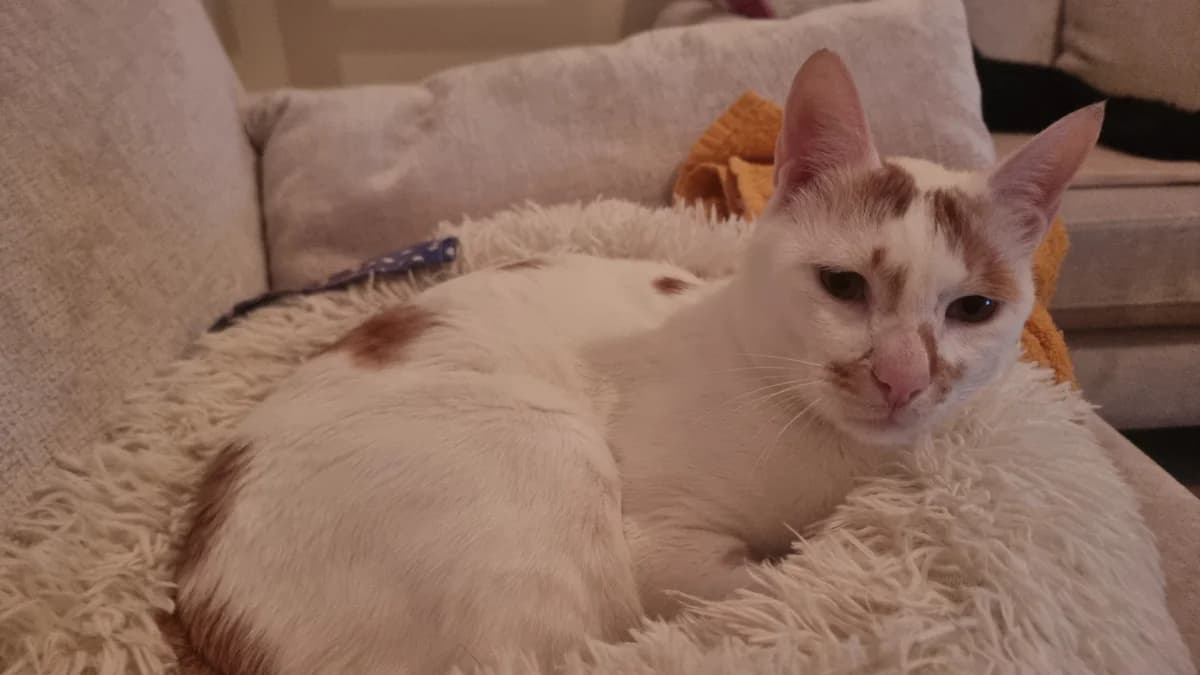 Huck, male 5yo Mixed Breed for adoption at Battersea Dogs & Cats Home, London