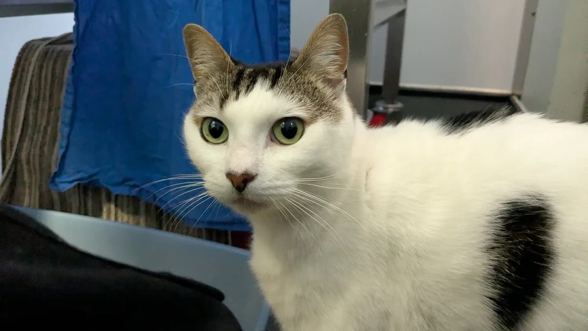 Huncholini, male 5yo mixed breed for adoption at Battersea Dogs & Cats Home, London
