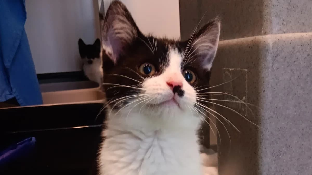 Idunn,  (Battersea Dogs & Cats Home)