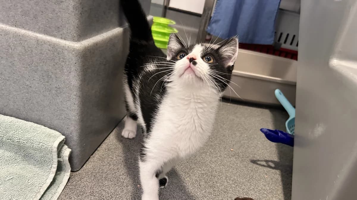 Idunn, female puppy mixed breed for adoption at Battersea Dogs & Cats Home, London