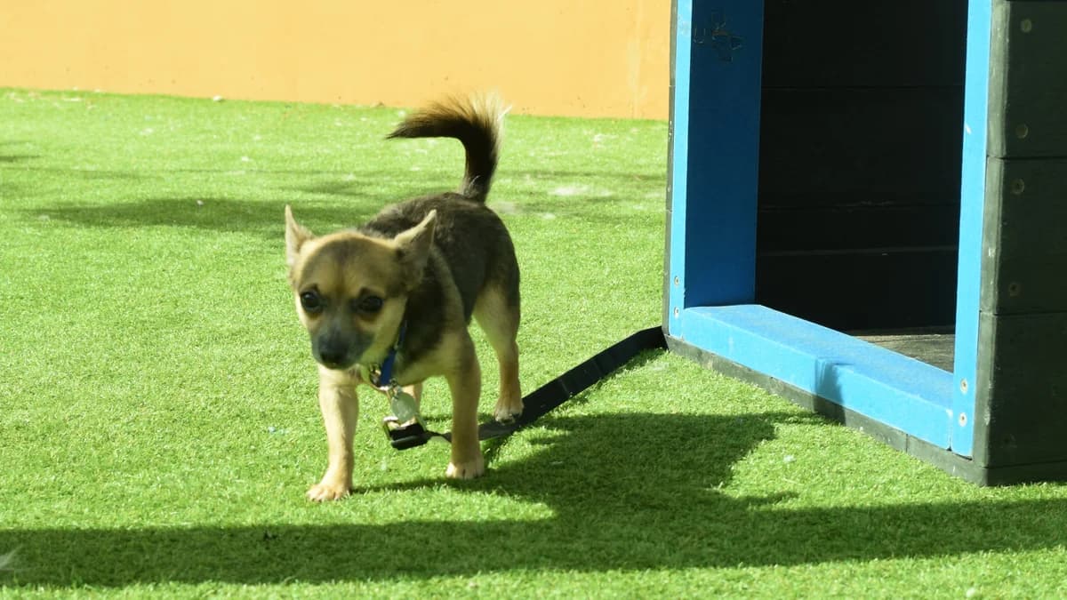 Indi, Chihuahua (Battersea Dogs & Cats Home)
