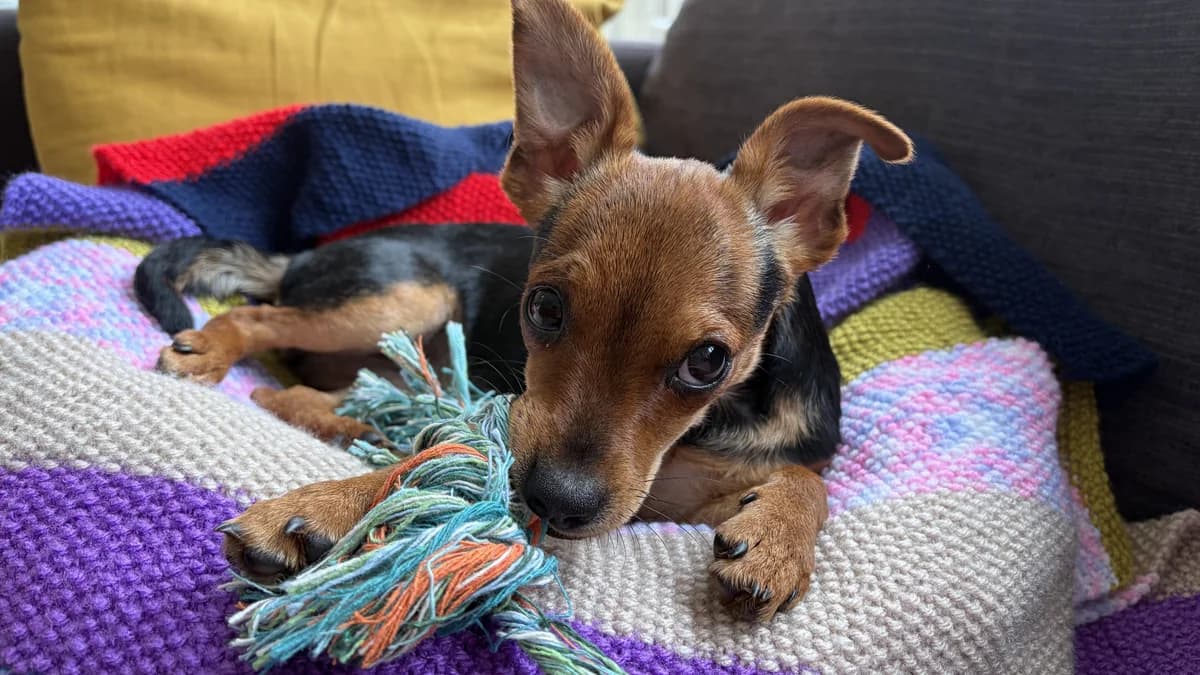 Issy, female puppy mixed breed for adoption at Battersea Dogs & Cats Home, London