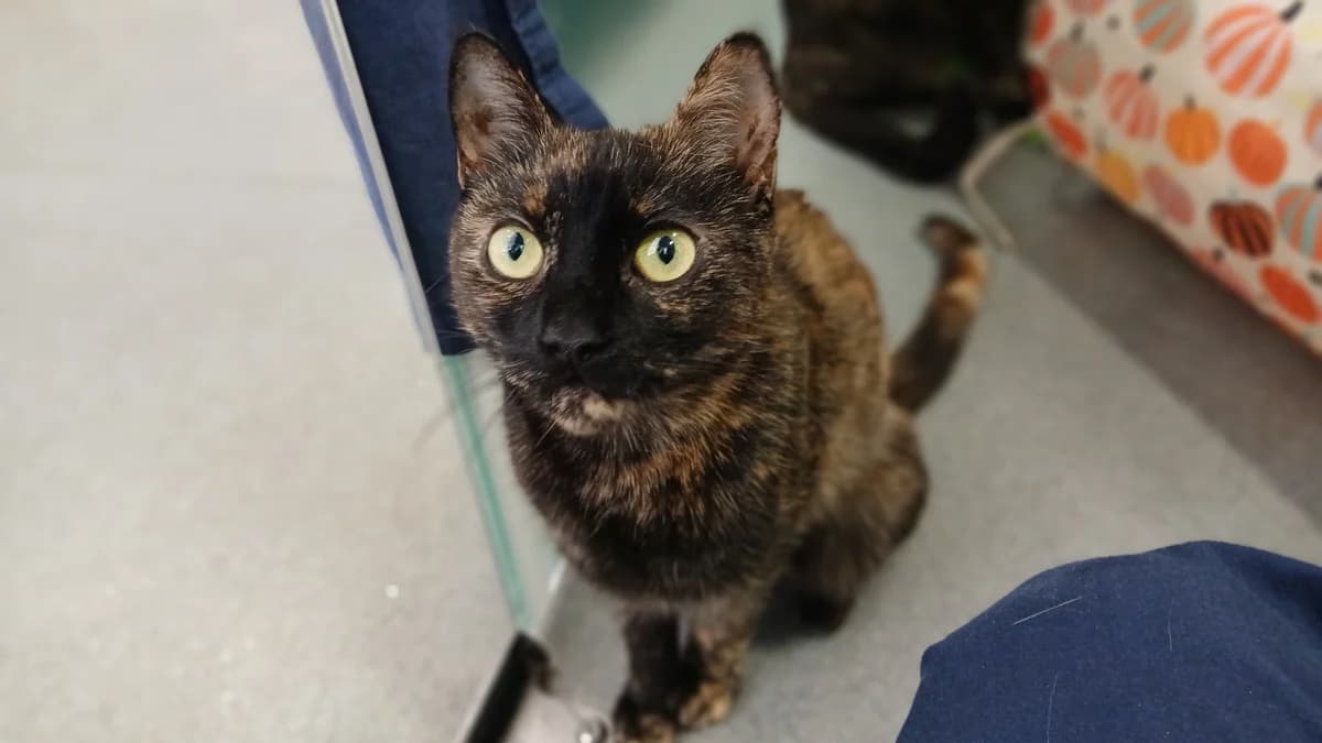Ivy (and Shady), female mixed breed for adoption at Battersea Dogs & Cats Home, London — photo 3 of 7
