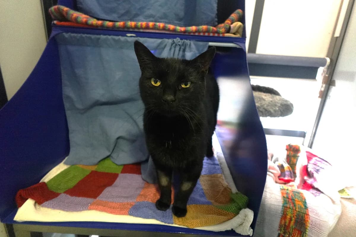 Jack, male senior mixed breed for adoption at Battersea Dogs & Cats Home, London