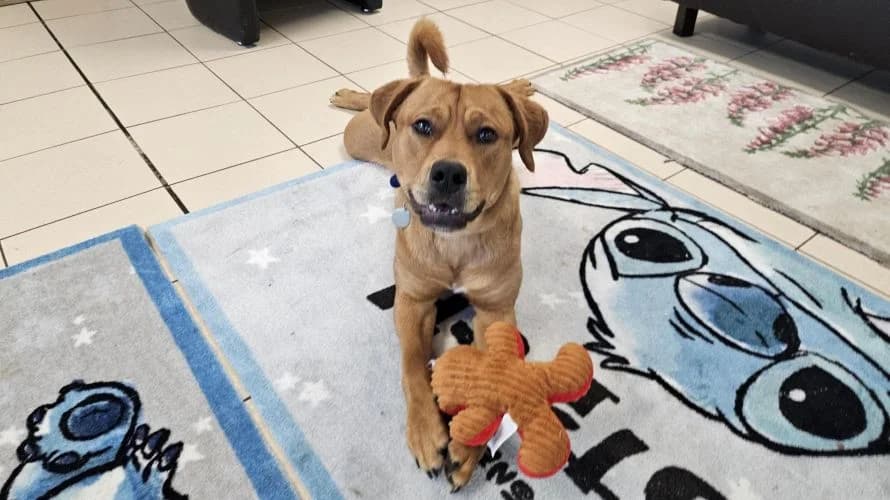 Jackson, male puppy mixed breed for adoption at Battersea Dogs & Cats Home, London
