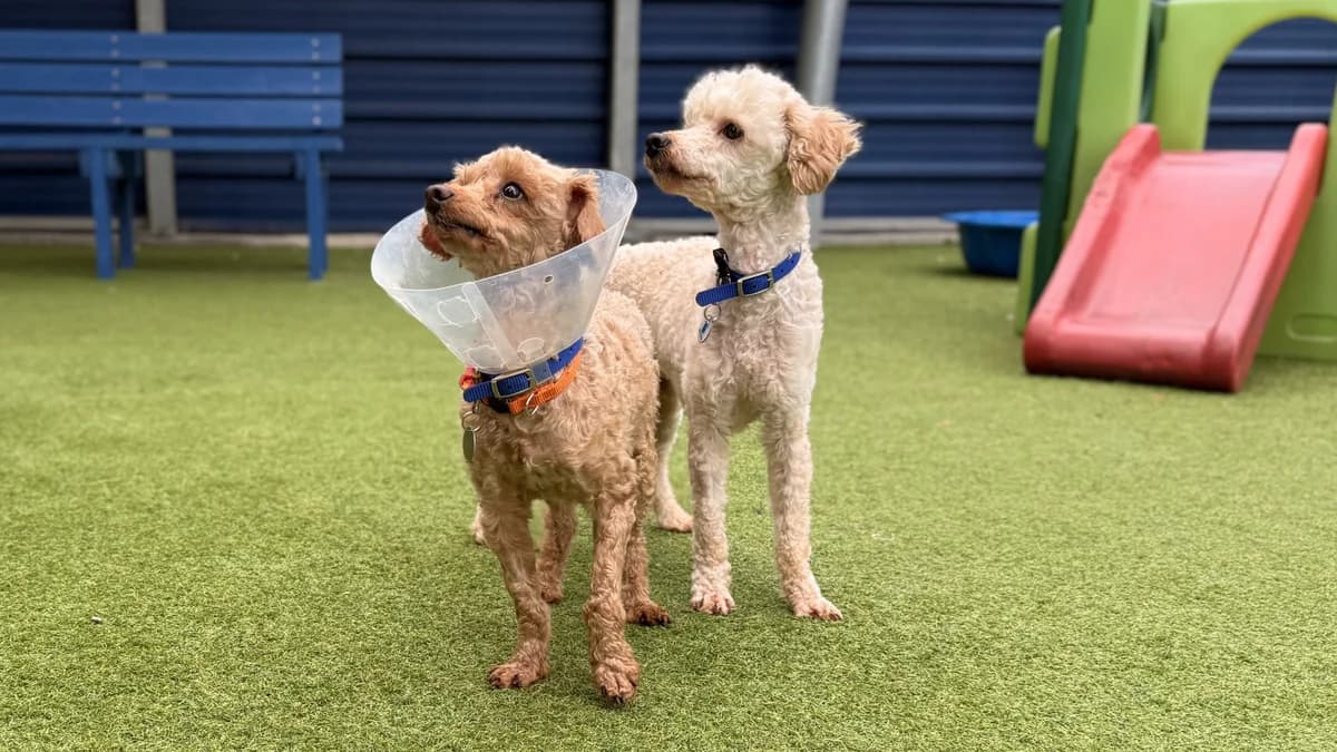 Jake, male 5yo Poodle for adoption at Battersea Dogs & Cats Home, London
