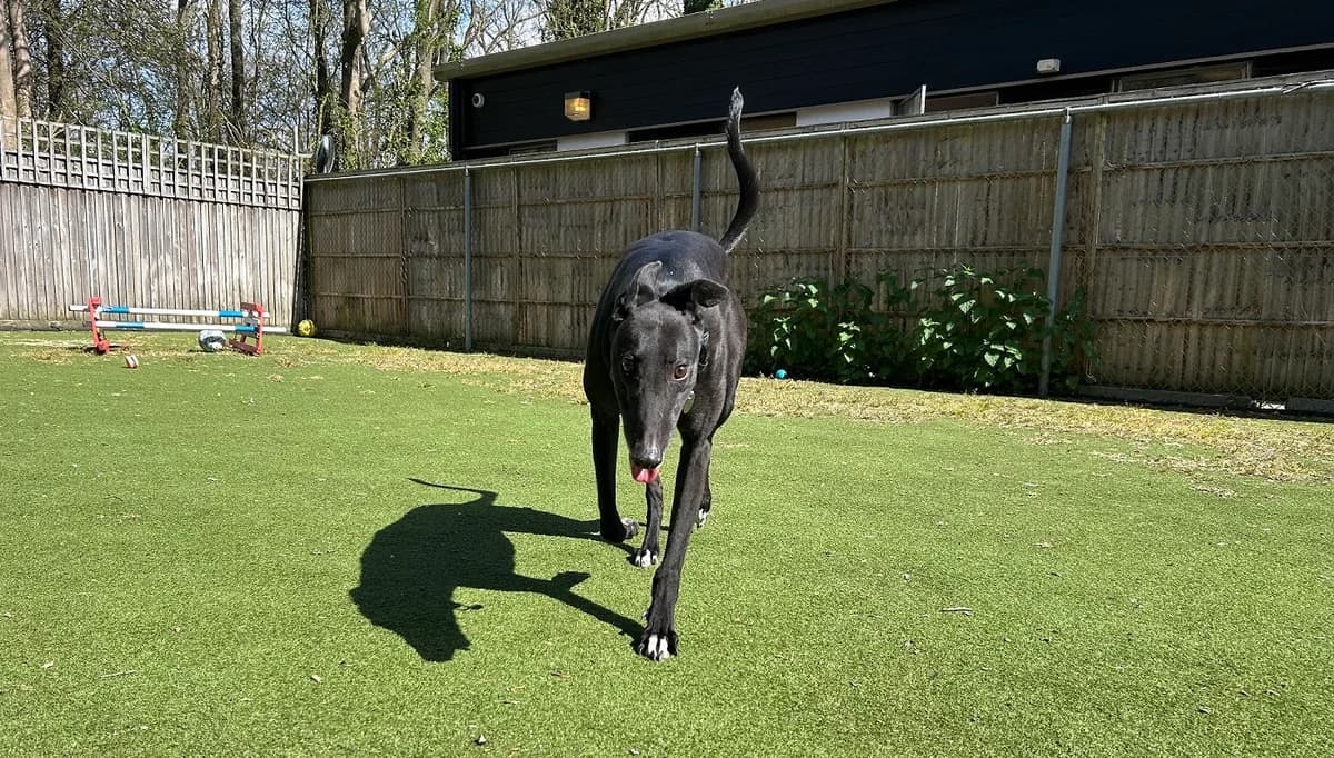James, male 5yo Cane Corso for adoption at Battersea Dogs & Cats Home, London