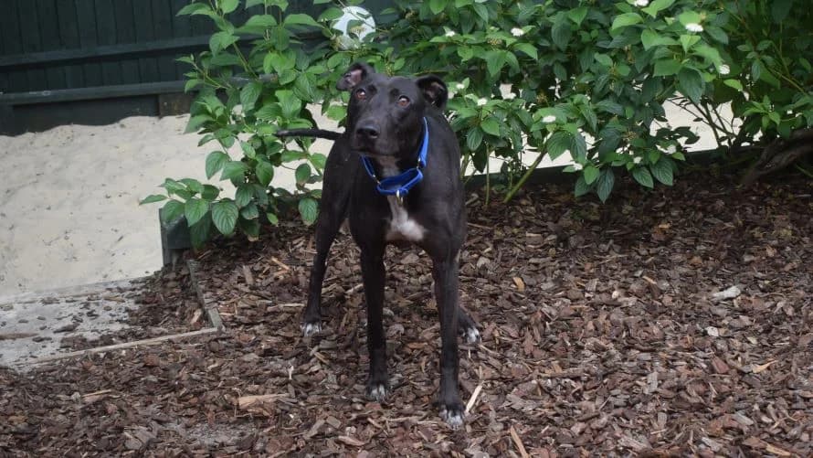 Jasmine, female 4yo Lurcher for adoption at Battersea Dogs & Cats Home, London