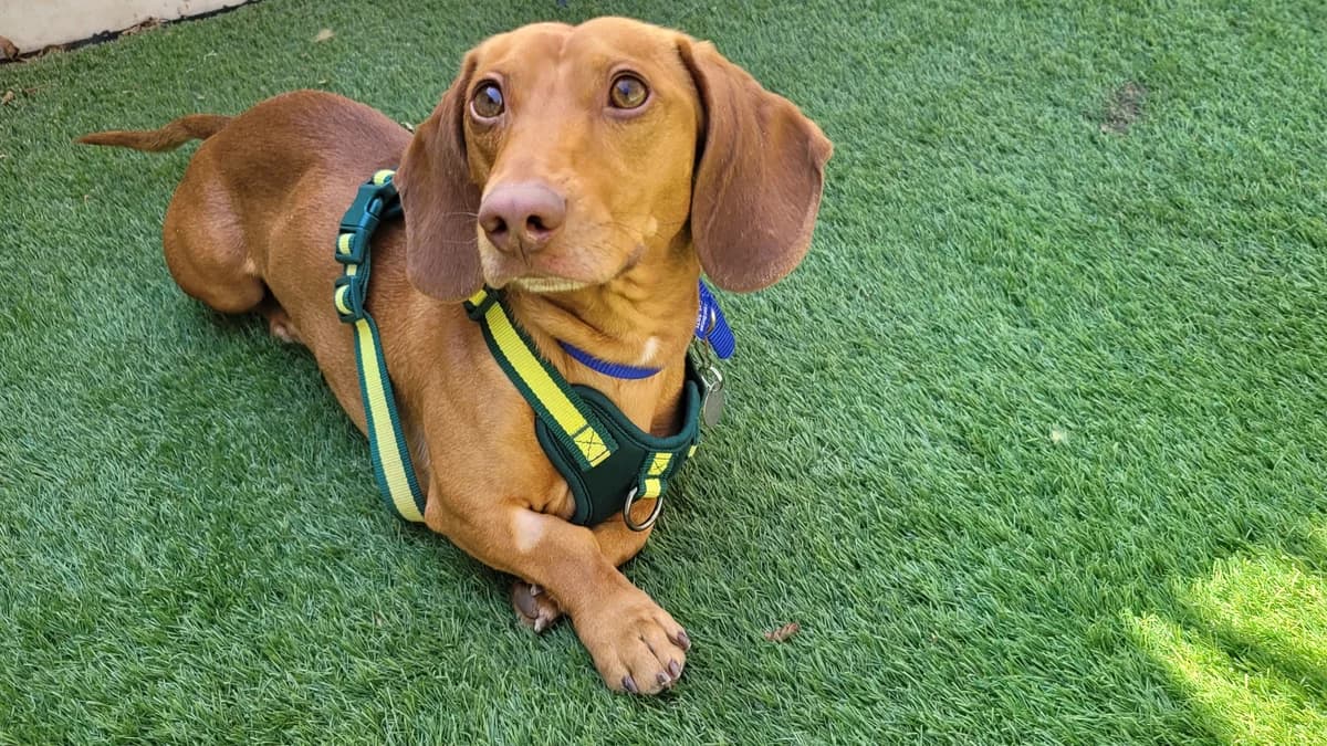 Jeremiah The Sausage, male young mixed breed for adoption at Battersea Dogs & Cats Home, London