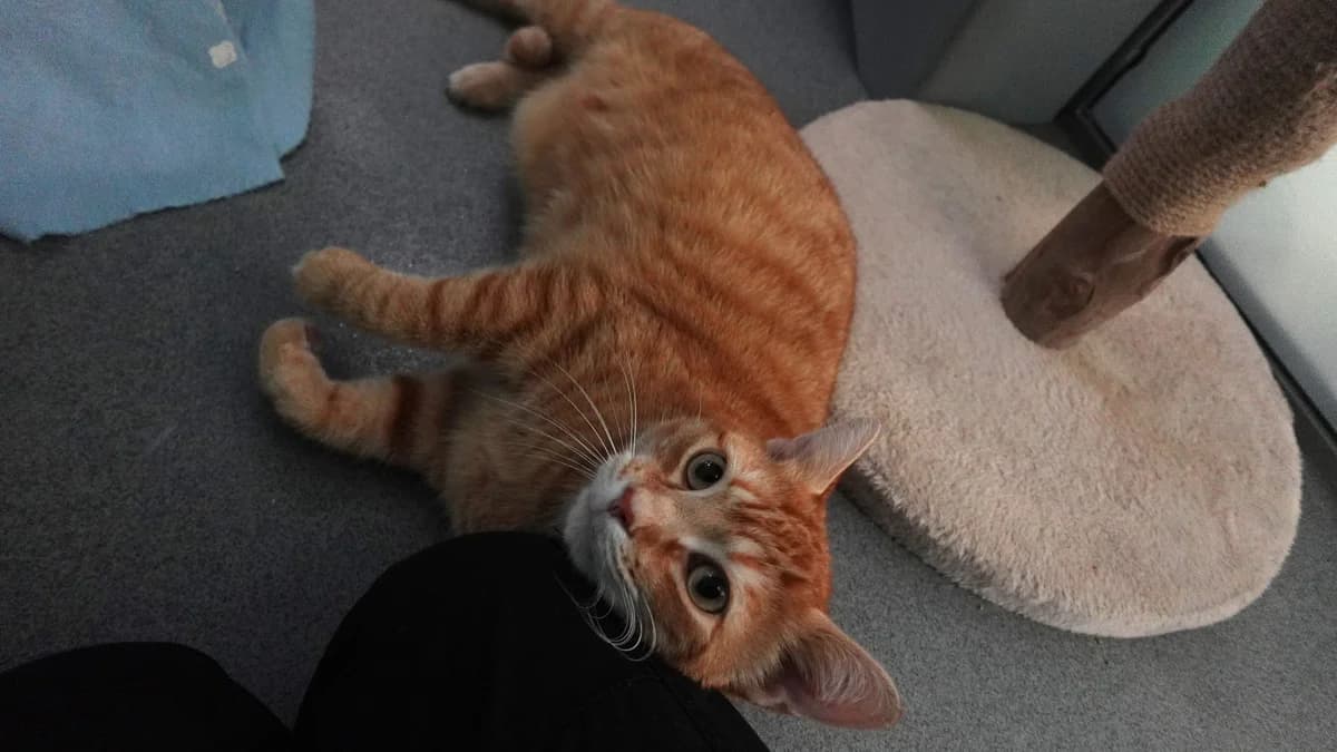 Jerry, male 5yo British Shorthair for adoption at Battersea Dogs & Cats Home, London