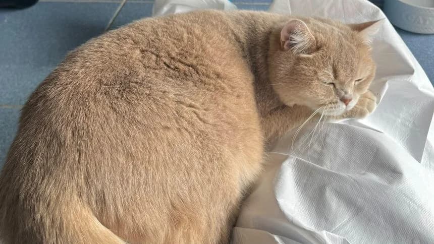 Jessika (BBH cat), female 7yo British Shorthair for adoption at Battersea Dogs & Cats Home, London