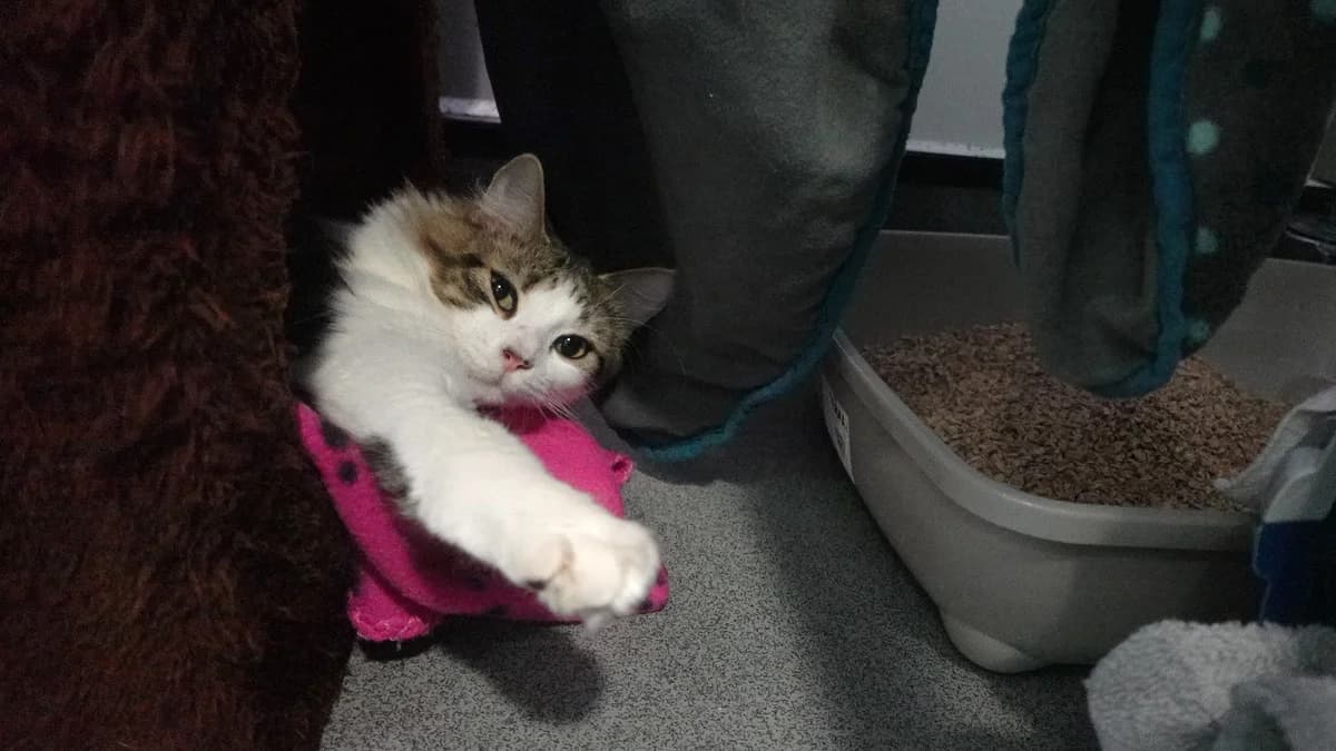 Jodie (& Bluey), male young mixed breed for adoption at Battersea Dogs & Cats Home, London