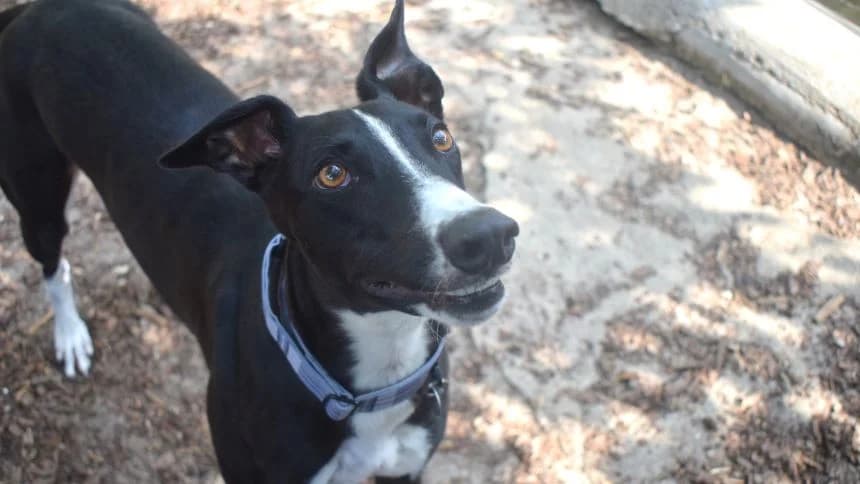 Joe, male 3yo Greyhound for adoption at Battersea Dogs & Cats Home, London
