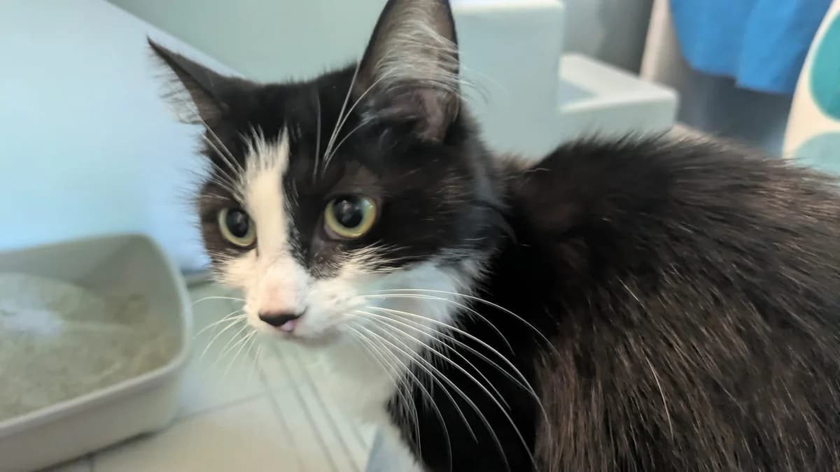 June, female young mixed breed for adoption at Battersea Dogs & Cats Home, London