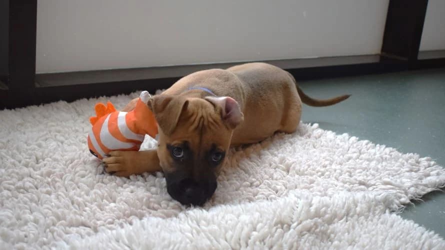 Juniper, female puppy Mastiff for adoption at Battersea Dogs & Cats Home, London