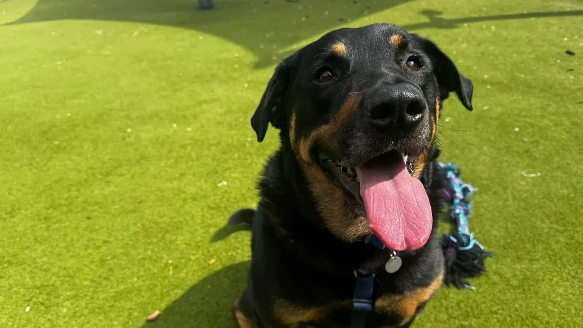 Juno, female 4yo Rottweiler for adoption at Battersea Dogs & Cats Home, London