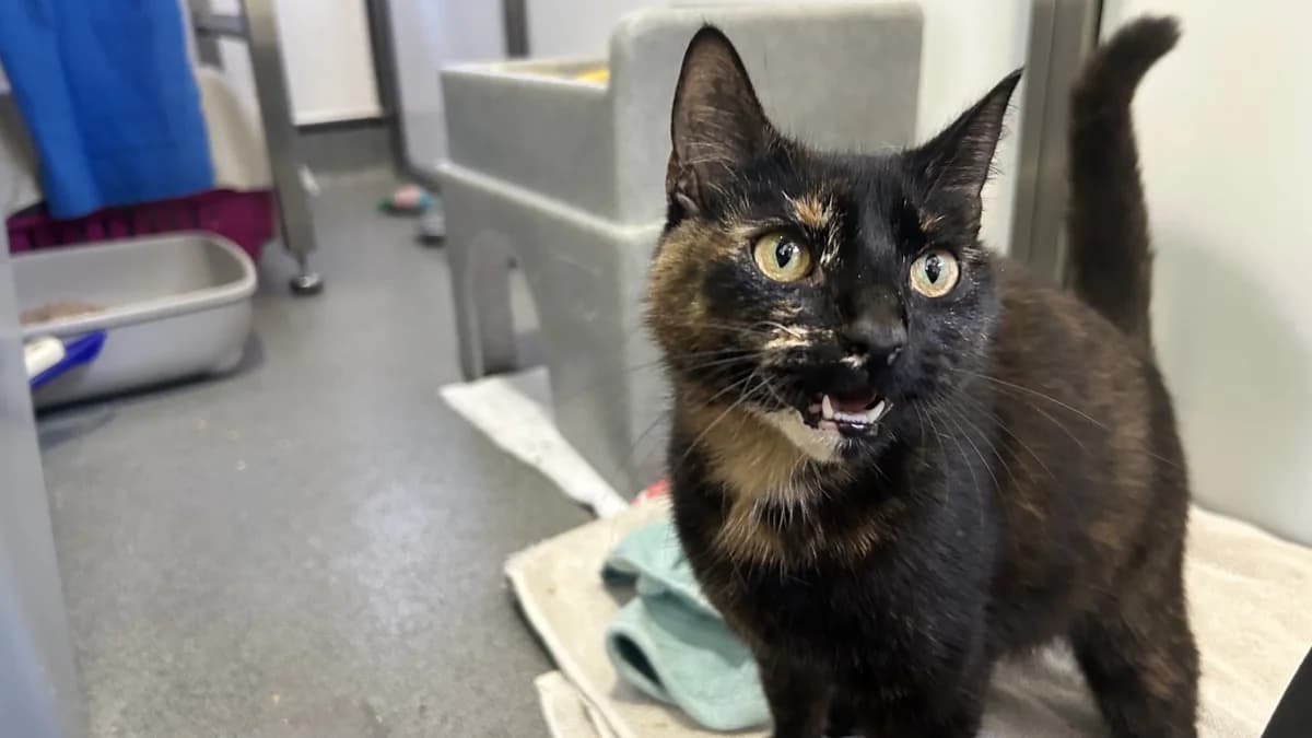 Justine, female young mixed breed for adoption at Battersea Dogs & Cats Home, London