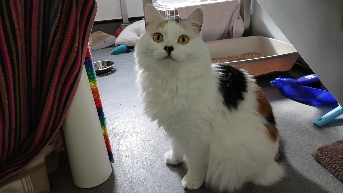 Kakao, female 5yo mixed breed for adoption at Battersea Dogs & Cats Home, London
