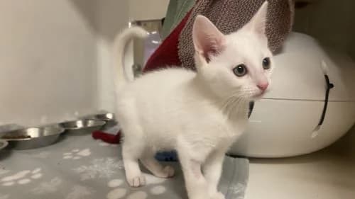 Kay, female mixed breed for adoption at Battersea Dogs & Cats Home, London