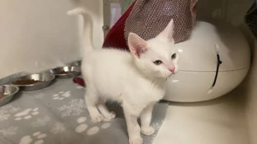 Kay, female mixed breed for adoption at Battersea Dogs & Cats Home, London — photo 2 of 6