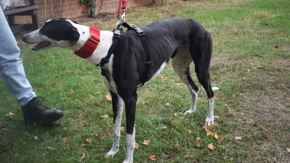 Kelly, female 3yo Greyhound for adoption at Battersea Dogs & Cats Home, London