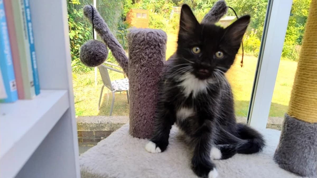 Kevin, male mixed breed for adoption at Battersea Dogs & Cats Home, London