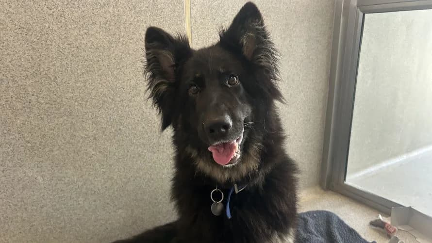 Kiera, female young German Shepherd for adoption at Battersea Dogs & Cats Home, London
