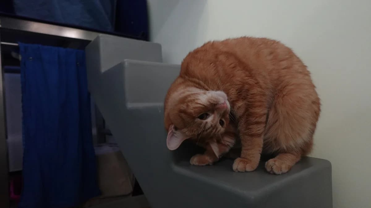 Kiki, male senior Mixed Breed for adoption at Battersea Dogs & Cats Home, London