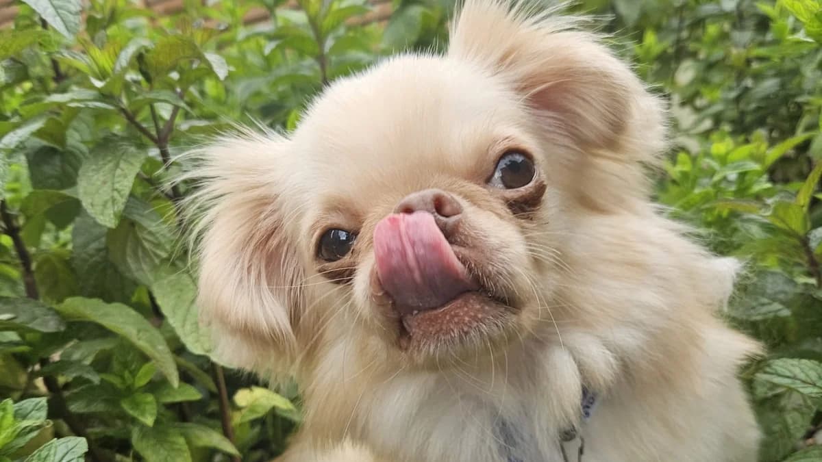 Kizzy, female 3yo Chihuahua for adoption at Battersea Dogs & Cats Home, London