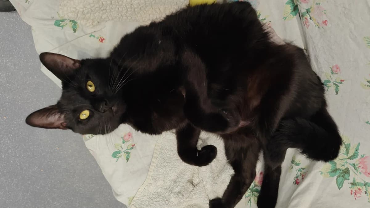 Knot, female 5yo mixed breed for adoption at Battersea Dogs & Cats Home, London